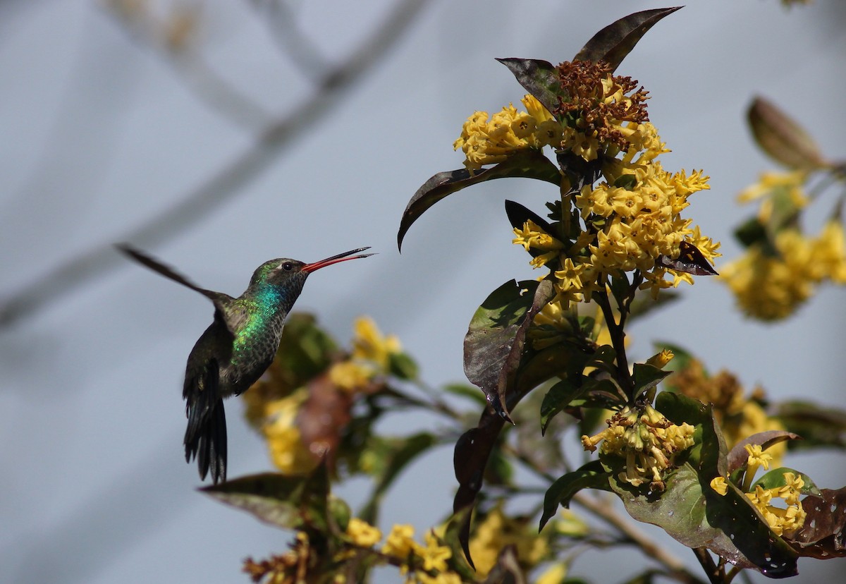 kolibřík širokozobý - ML627889836