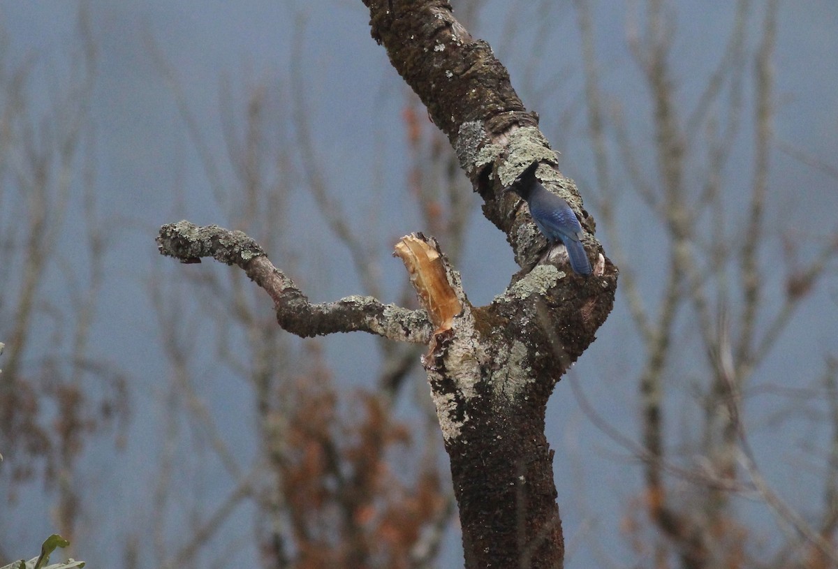 sojka Stellerova - ML627889865