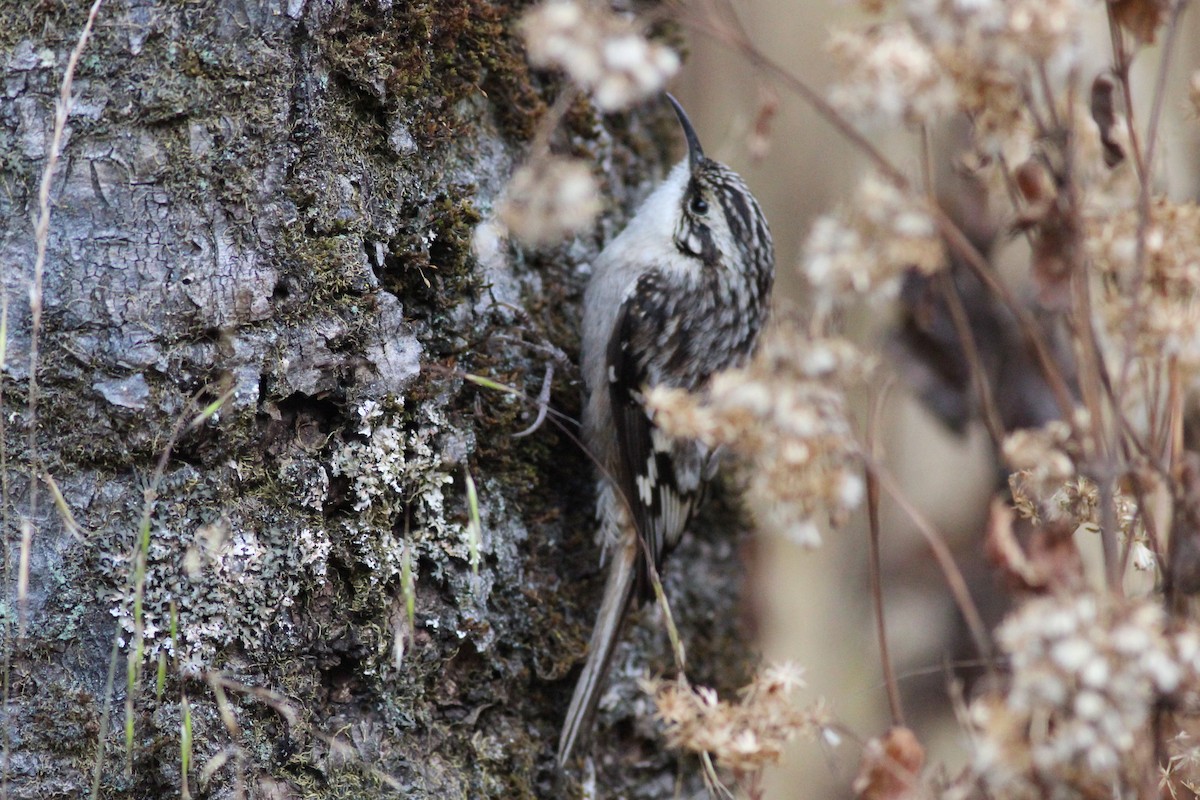 šoupálek americký - ML627889892