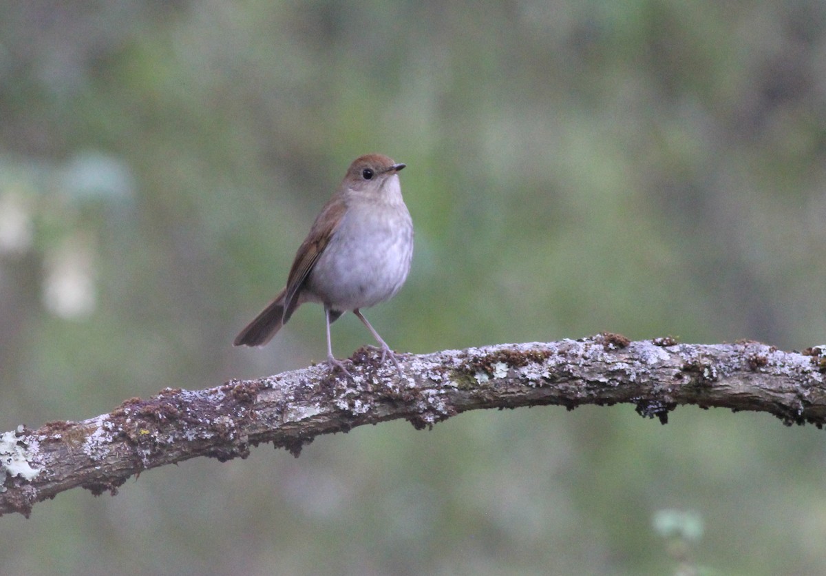 drozd slavíkový - ML627889920