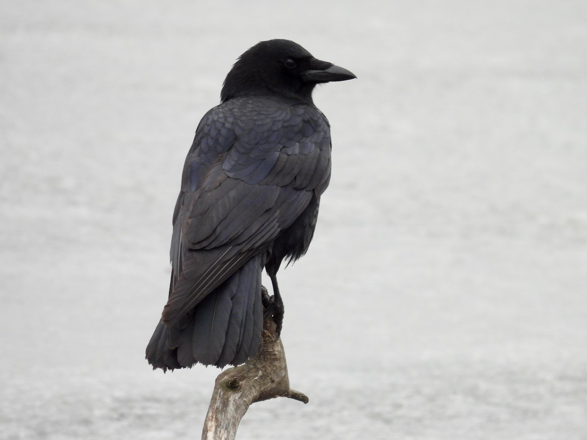 American Crow - ML627889936