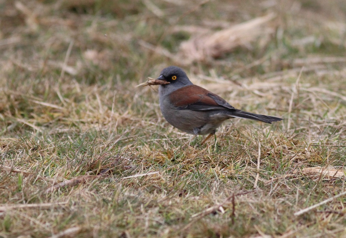Yellow-eyed Junco - ML627889937
