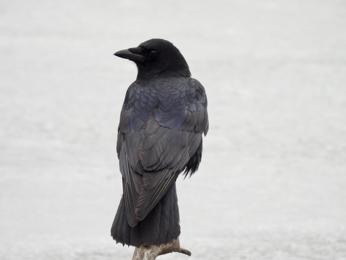 American Crow - ML627889938