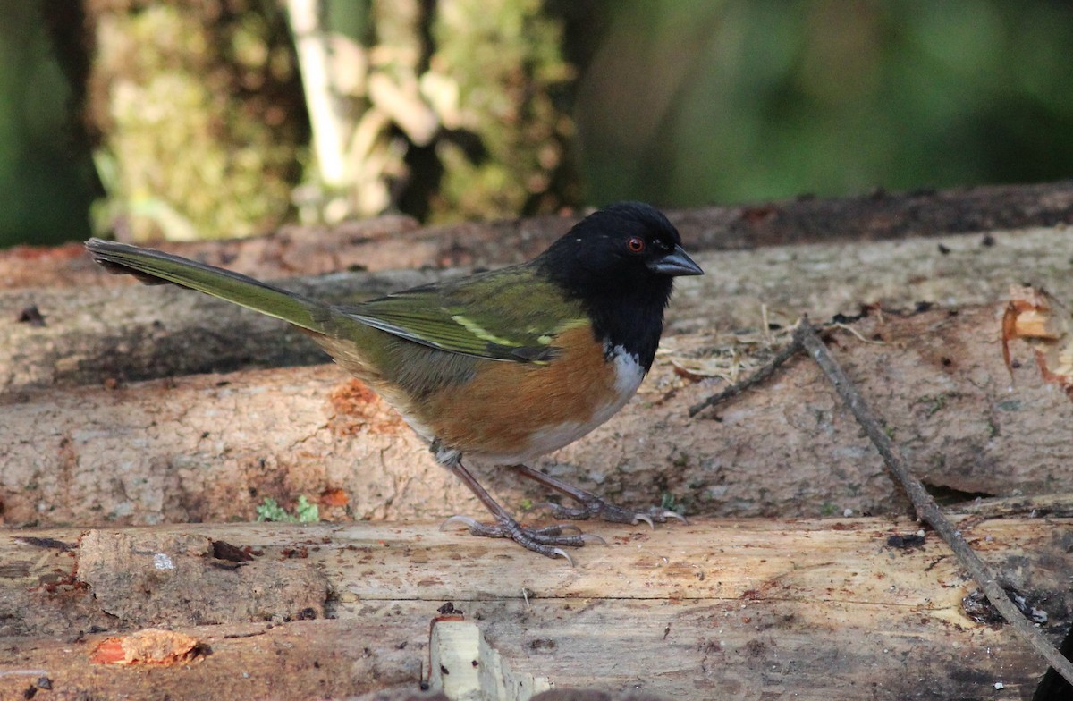 Spotted Towhee - ML627889958
