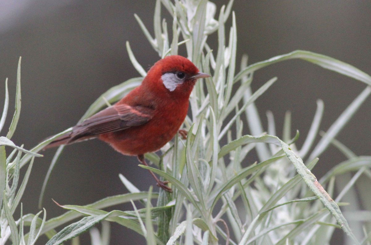 Red Warbler - ML627889991