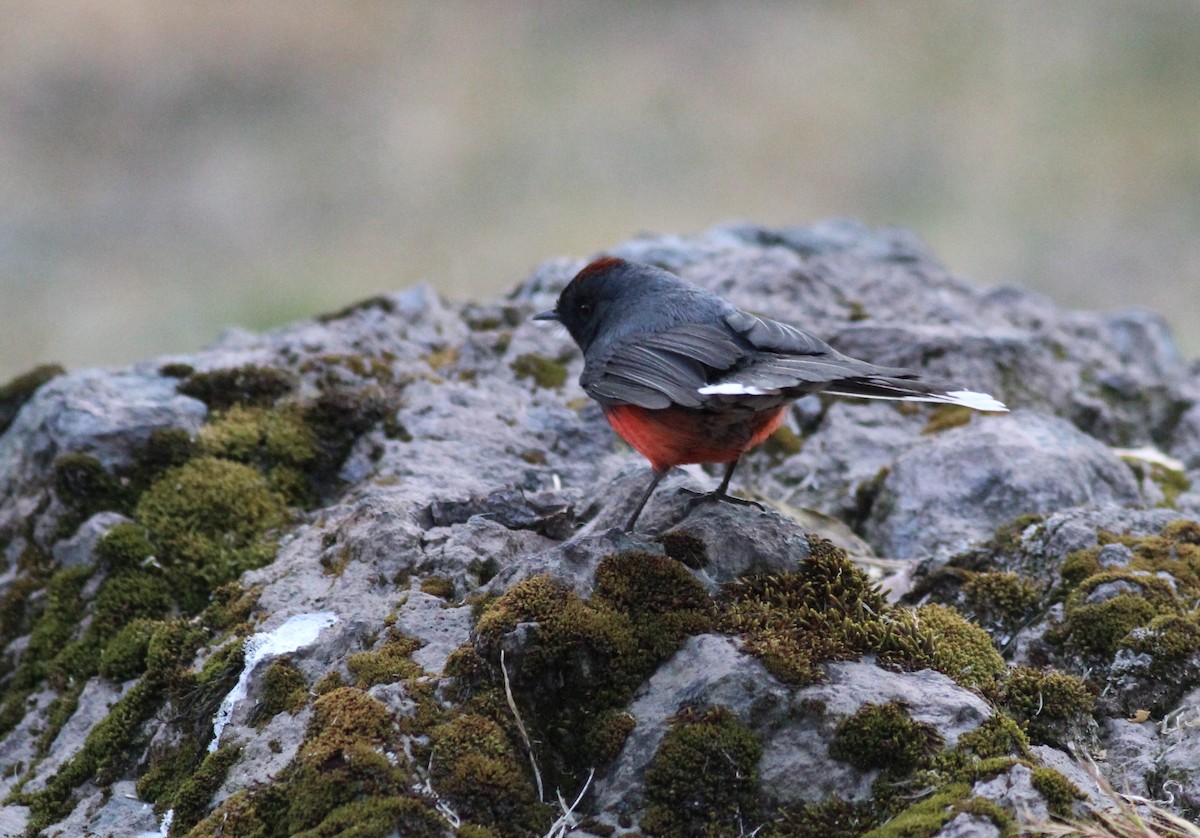 Slate-throated Redstart - ML627890001
