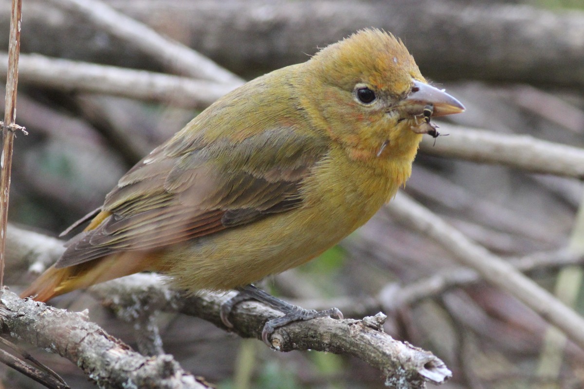 piranga ohnivá - ML627890019