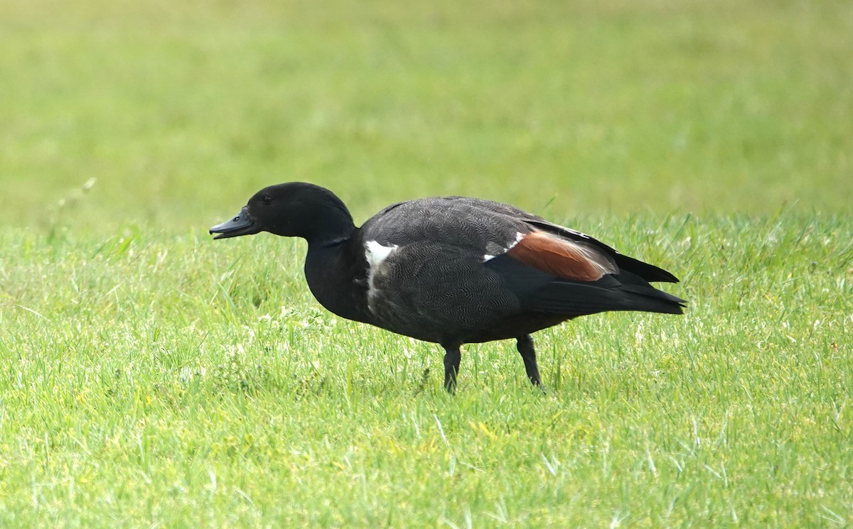 Paradise Shelduck - ML627890062