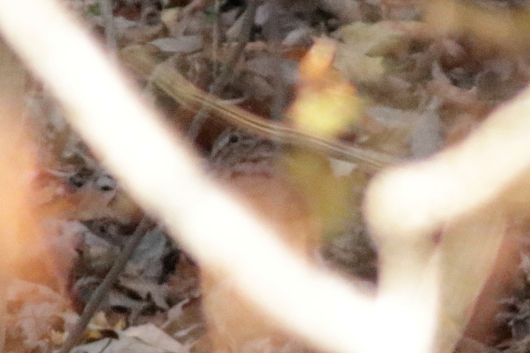 American Woodcock - ML627890085