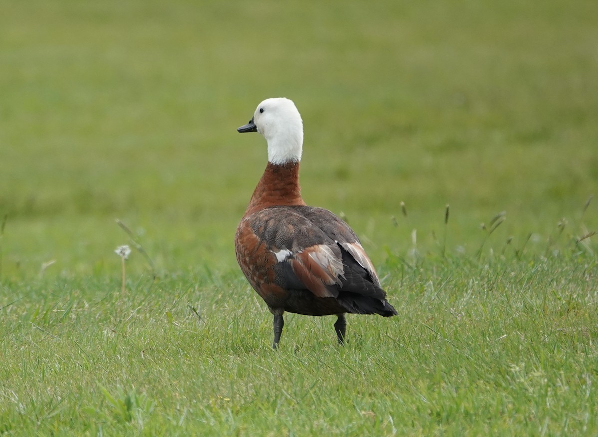 Paradise Shelduck - ML627890091