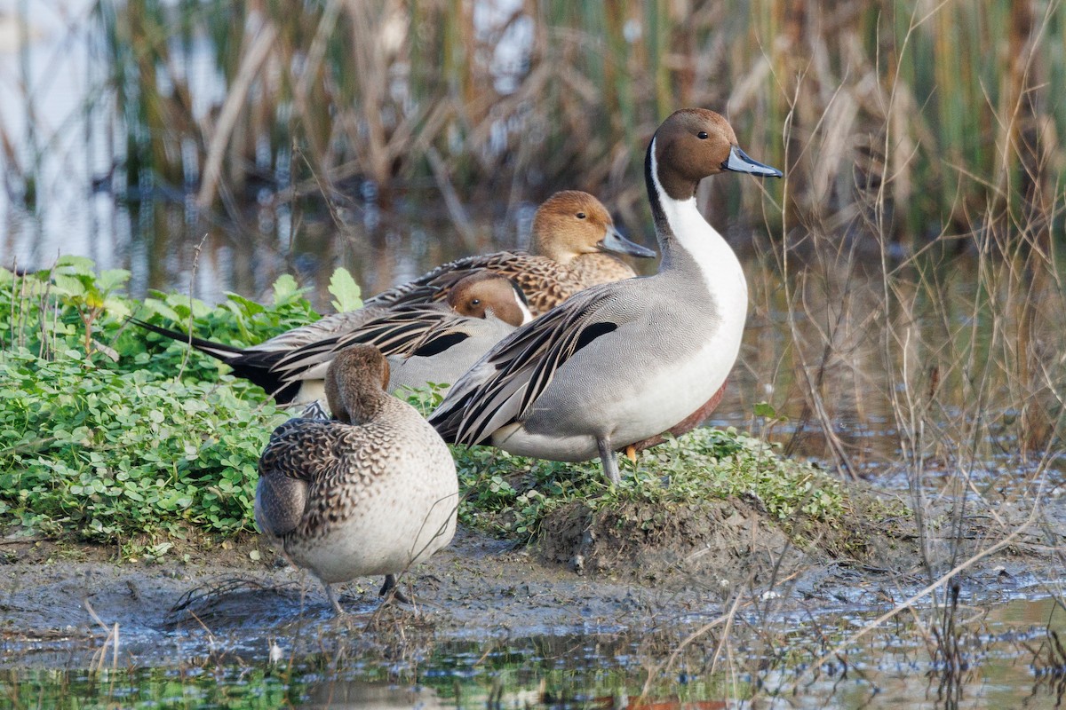 Northern Pintail - ML627890220