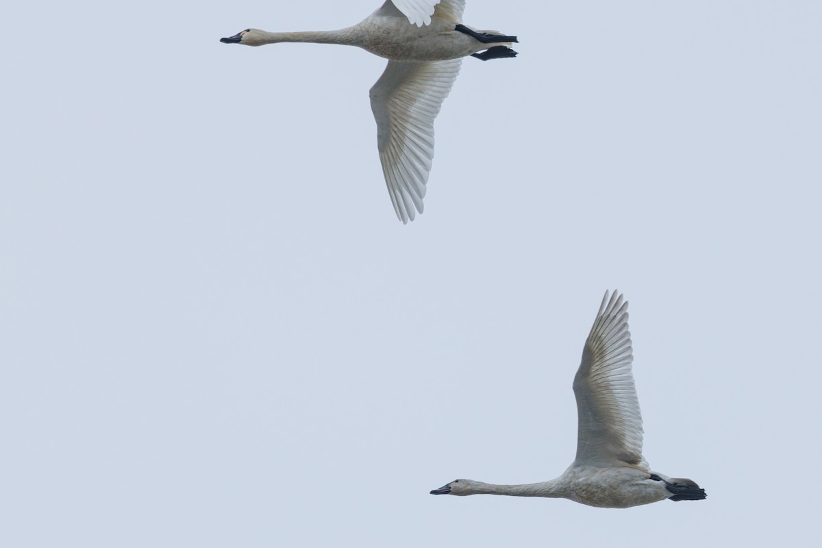 Tundra Swan - ML627890245