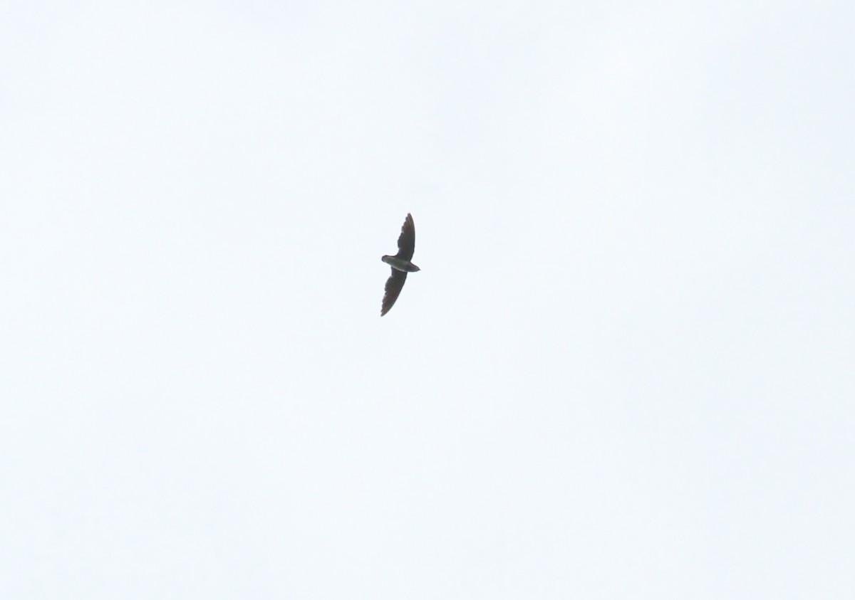Cassin's Spinetail - ML627890251