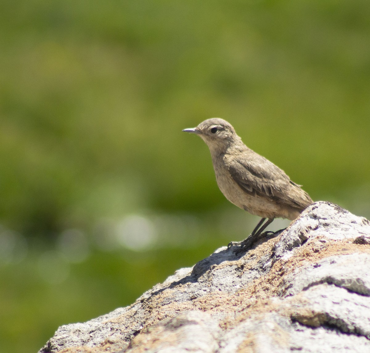 Rufous-banded Miner - ML627890285