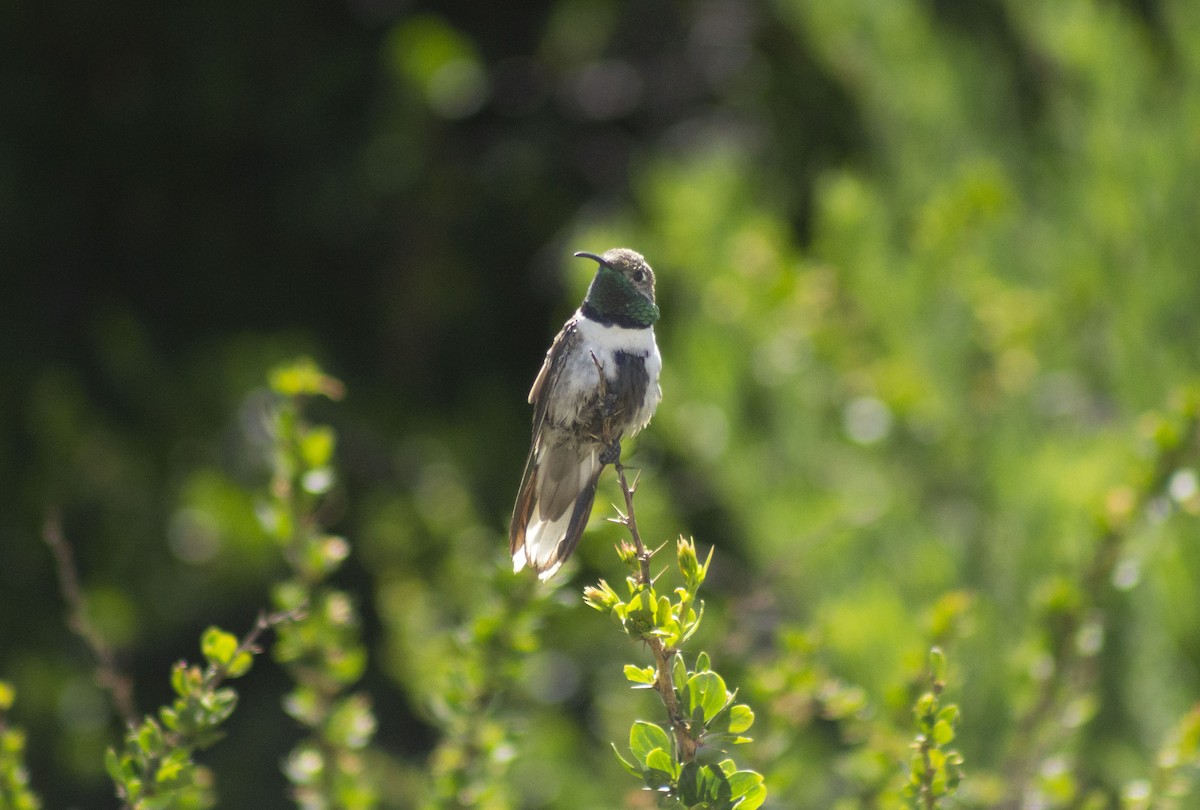 White-sided Hillstar - ML627890333