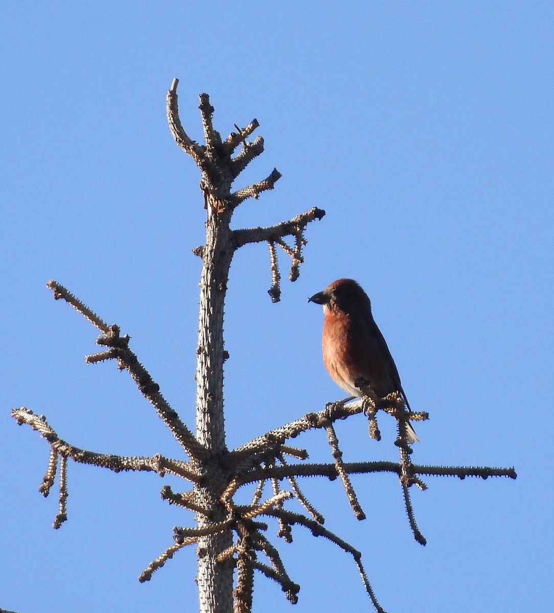 Red Crossbill - ML627890339