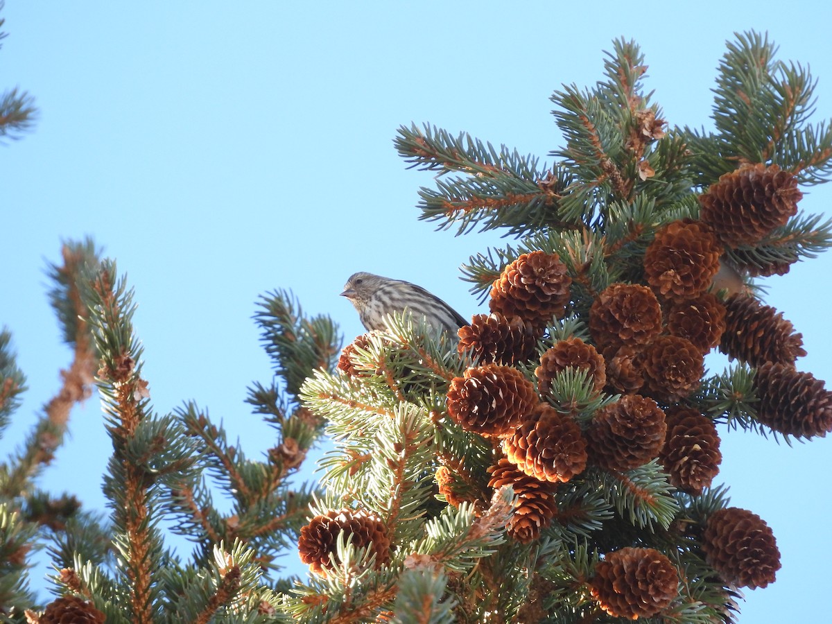 Pine Siskin - ML627890344