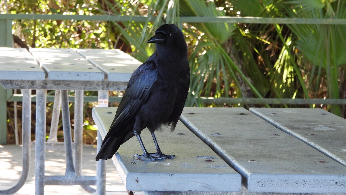 American Crow - ML627890356