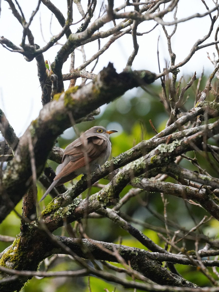 キバシカッコウ - ML627890464