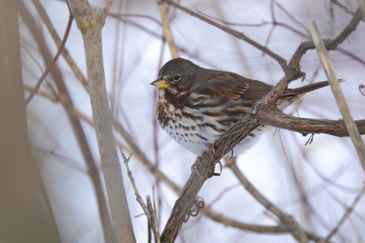 Fox Sparrow (Red) - ML627890502