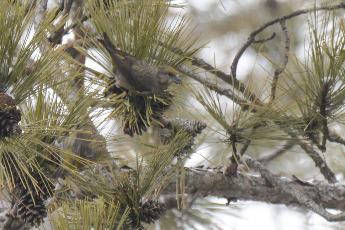 Red Crossbill - ML627890531