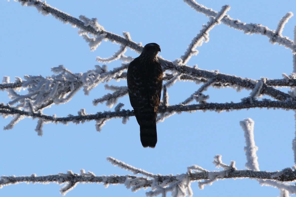 American Goshawk - ML627890729