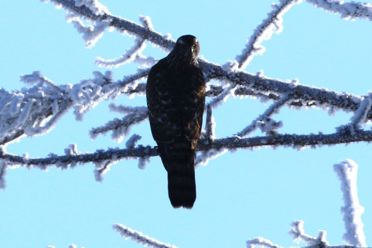 American Goshawk - ML627890736