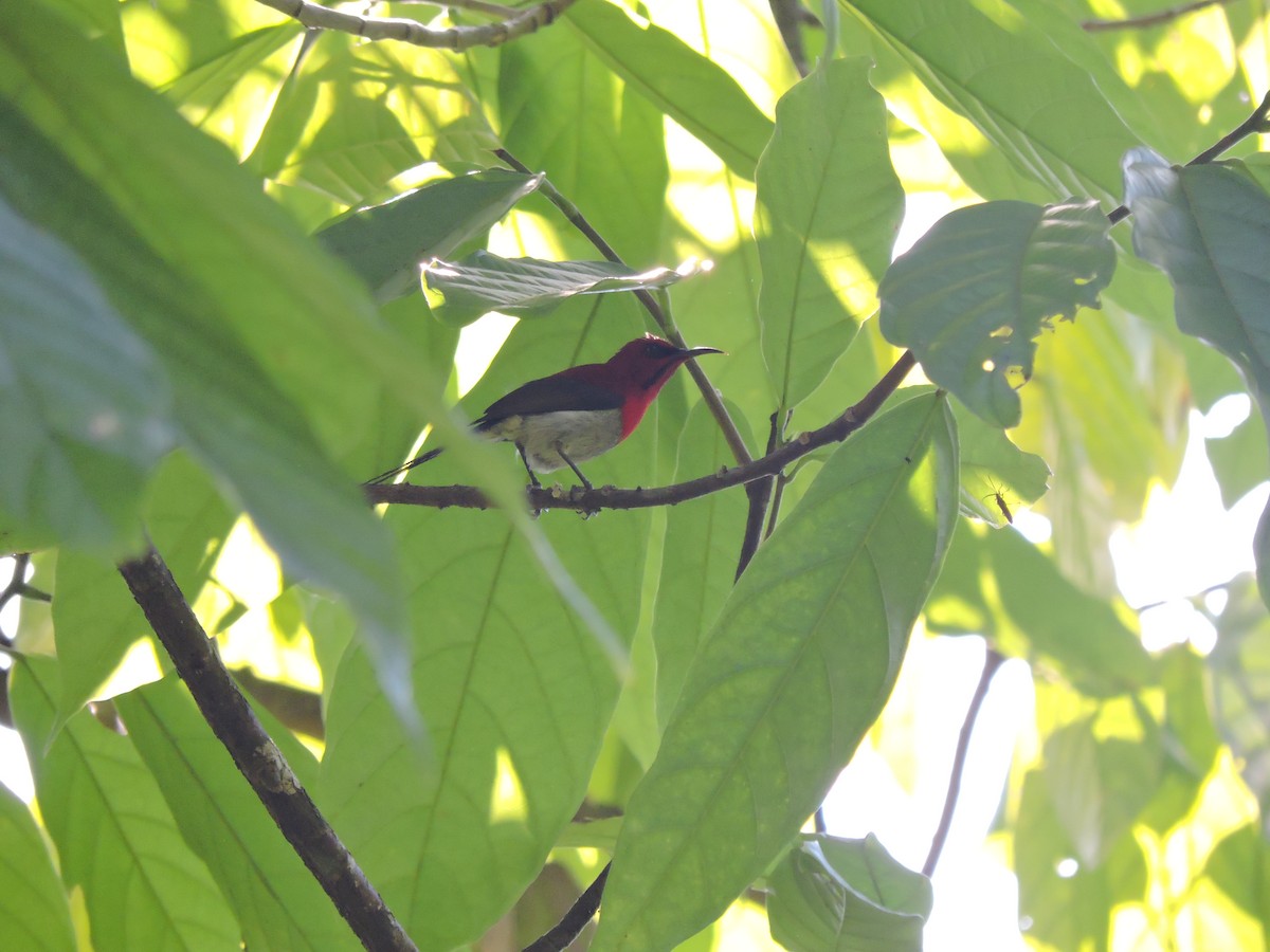 Javan Sunbird - ML627890834