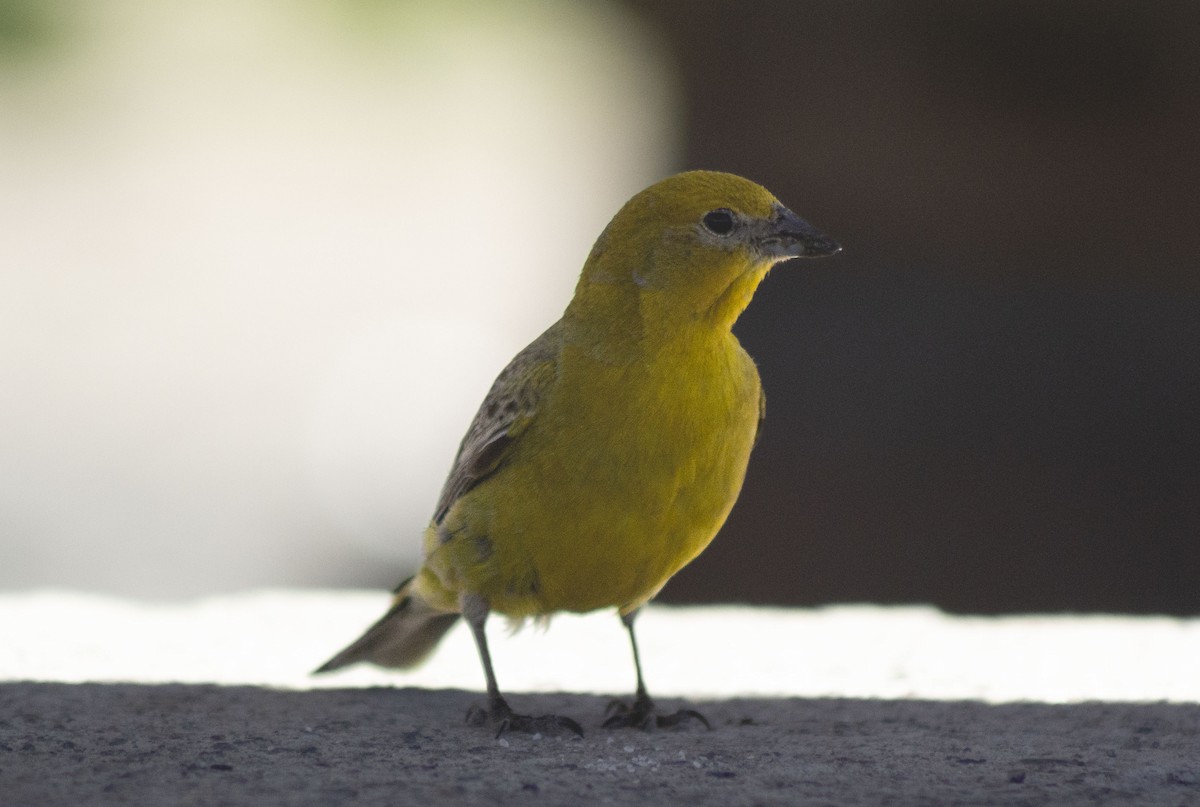 Greater Yellow-Finch - ML627890851