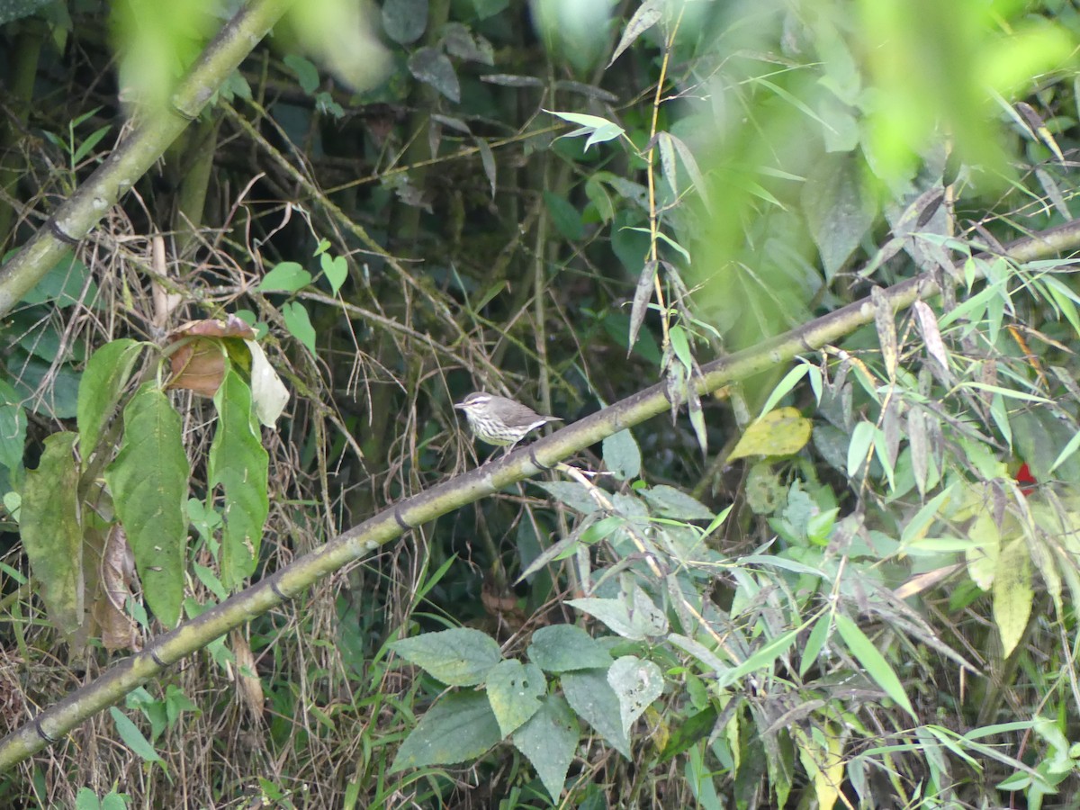 Northern Waterthrush - ML627890920