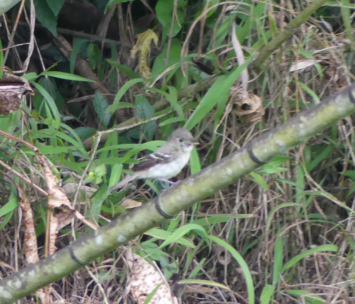 Alder/Willow Flycatcher (Traill's Flycatcher) - ML627890926