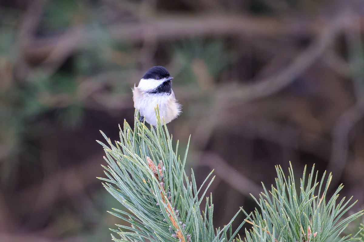 Mésange à tête noire - ML627891102