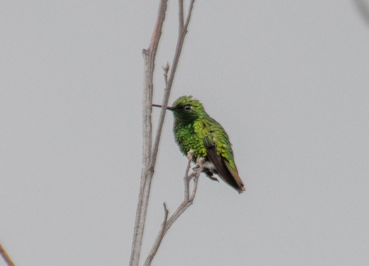 Short-tailed Emerald - ML627891235