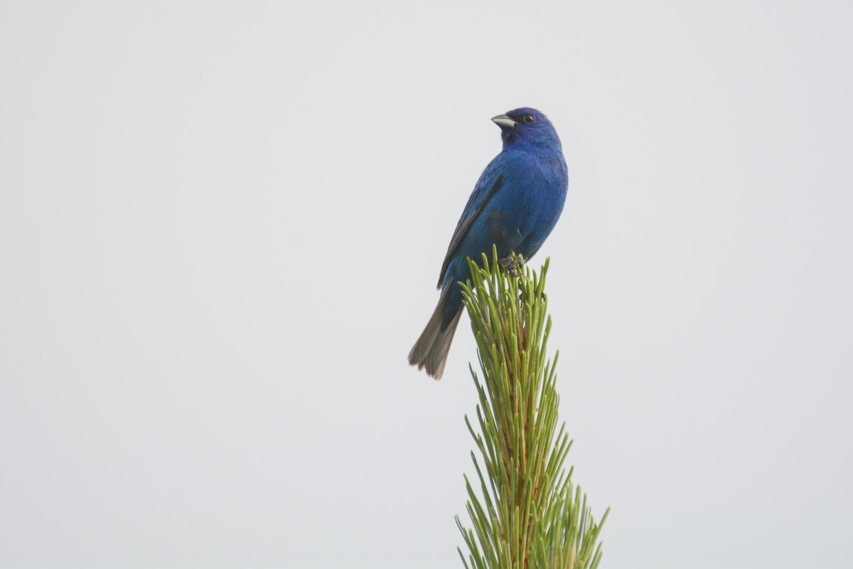 Indigo Bunting - ML627891269