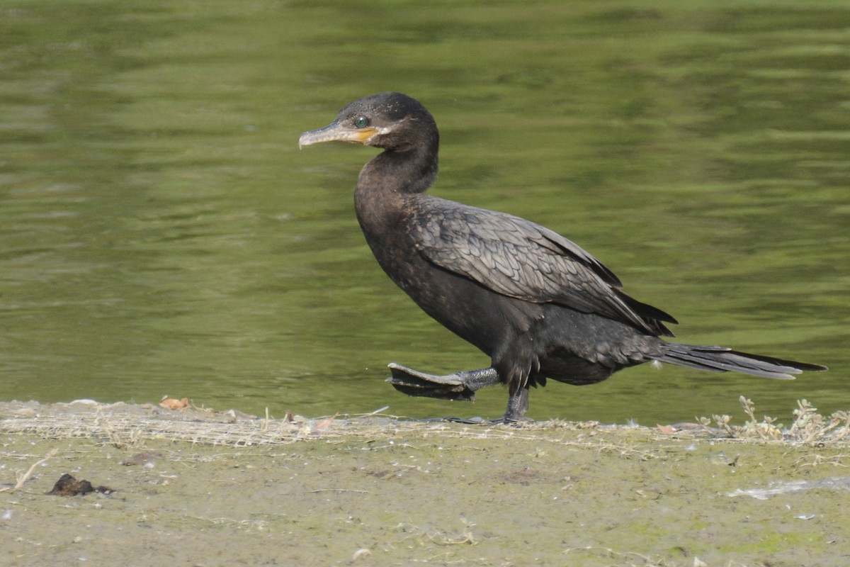 Neotropic Cormorant - ML627891369