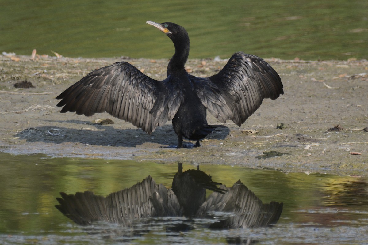 Neotropic Cormorant - ML627891370