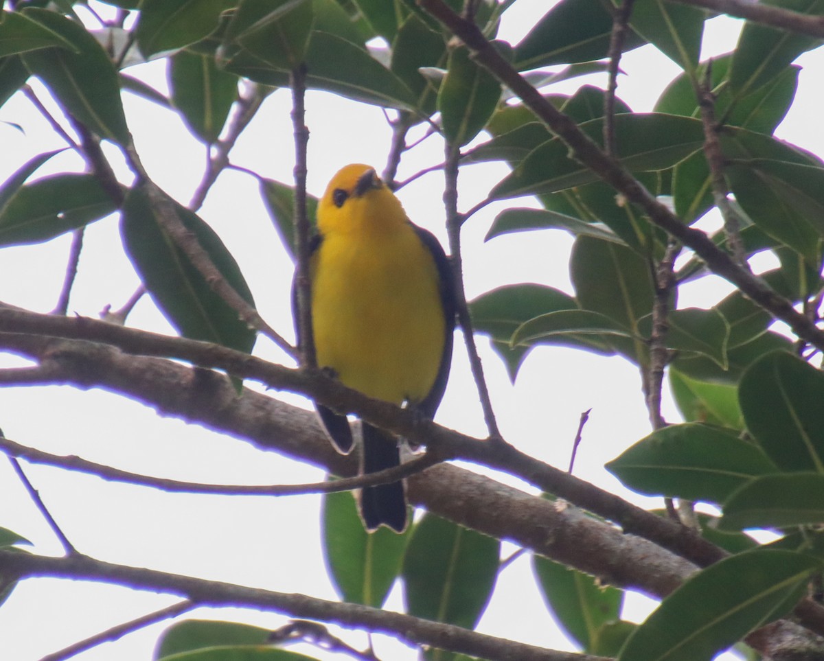 Black-and-yellow Tanager - ML627891379