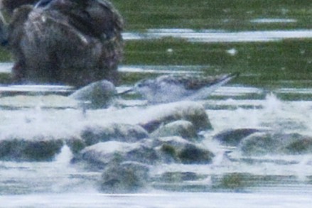 Wilson's Phalarope - ML627891384