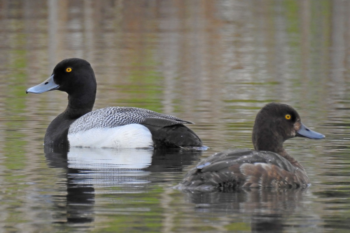 Greater Scaup - ML627891450