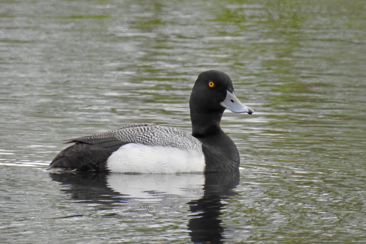 Greater Scaup - ML627891451