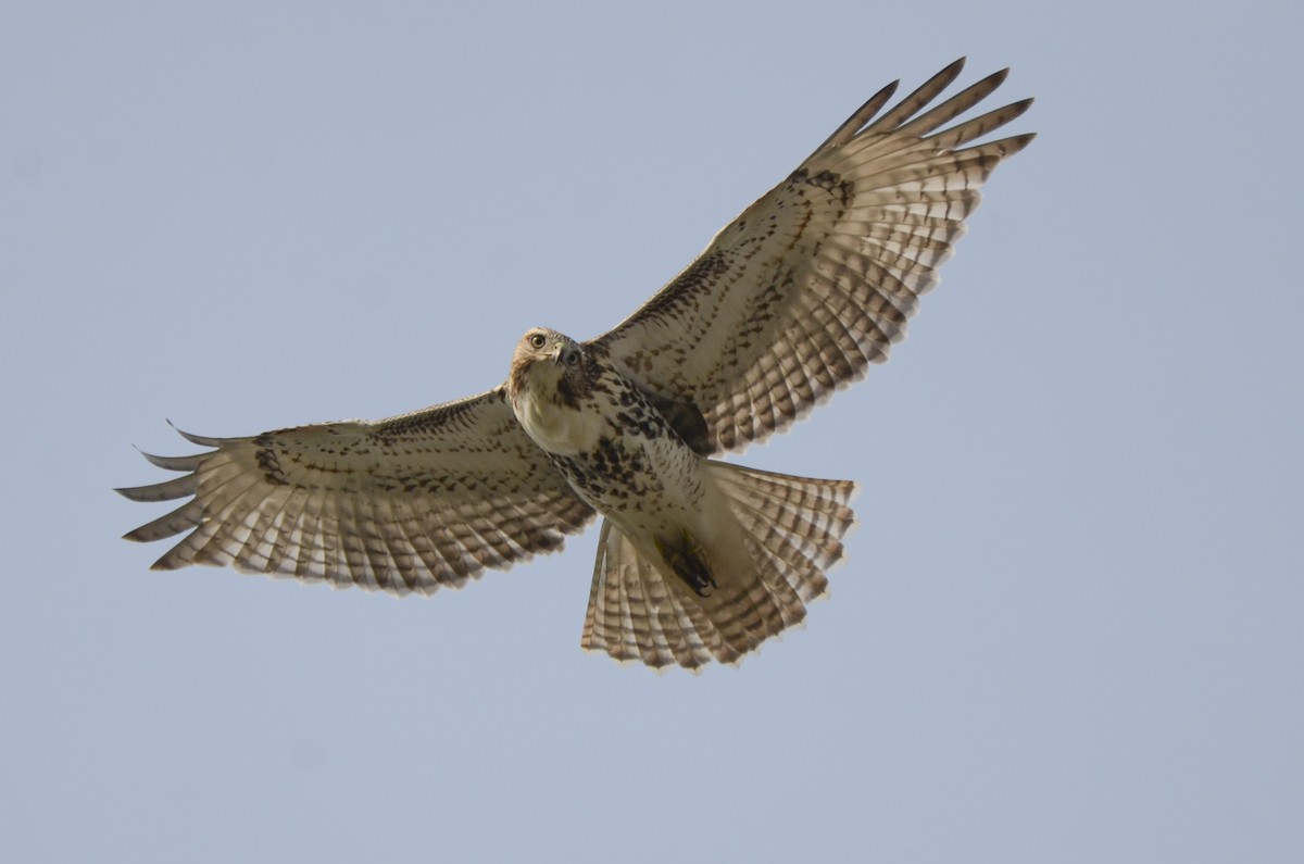 Red-tailed Hawk - ML627891458