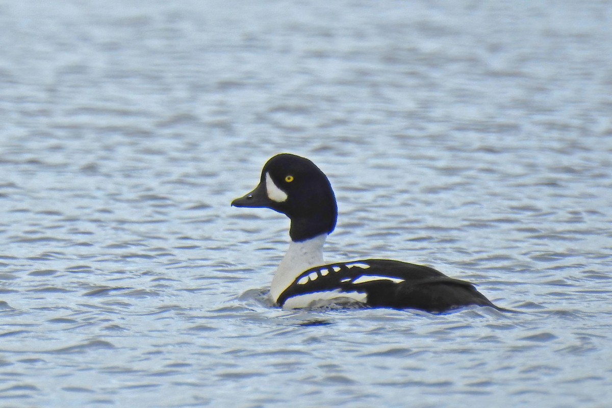 Barrow's Goldeneye - ML627891463