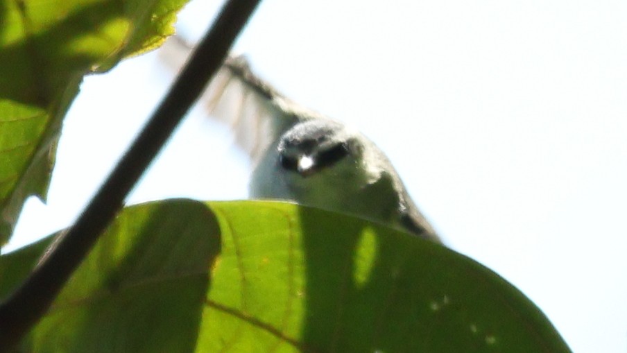 Rufous-winged Tyrannulet - ML627891477