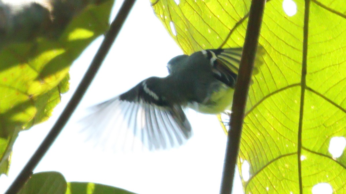 Rufous-winged Tyrannulet - ML627891478