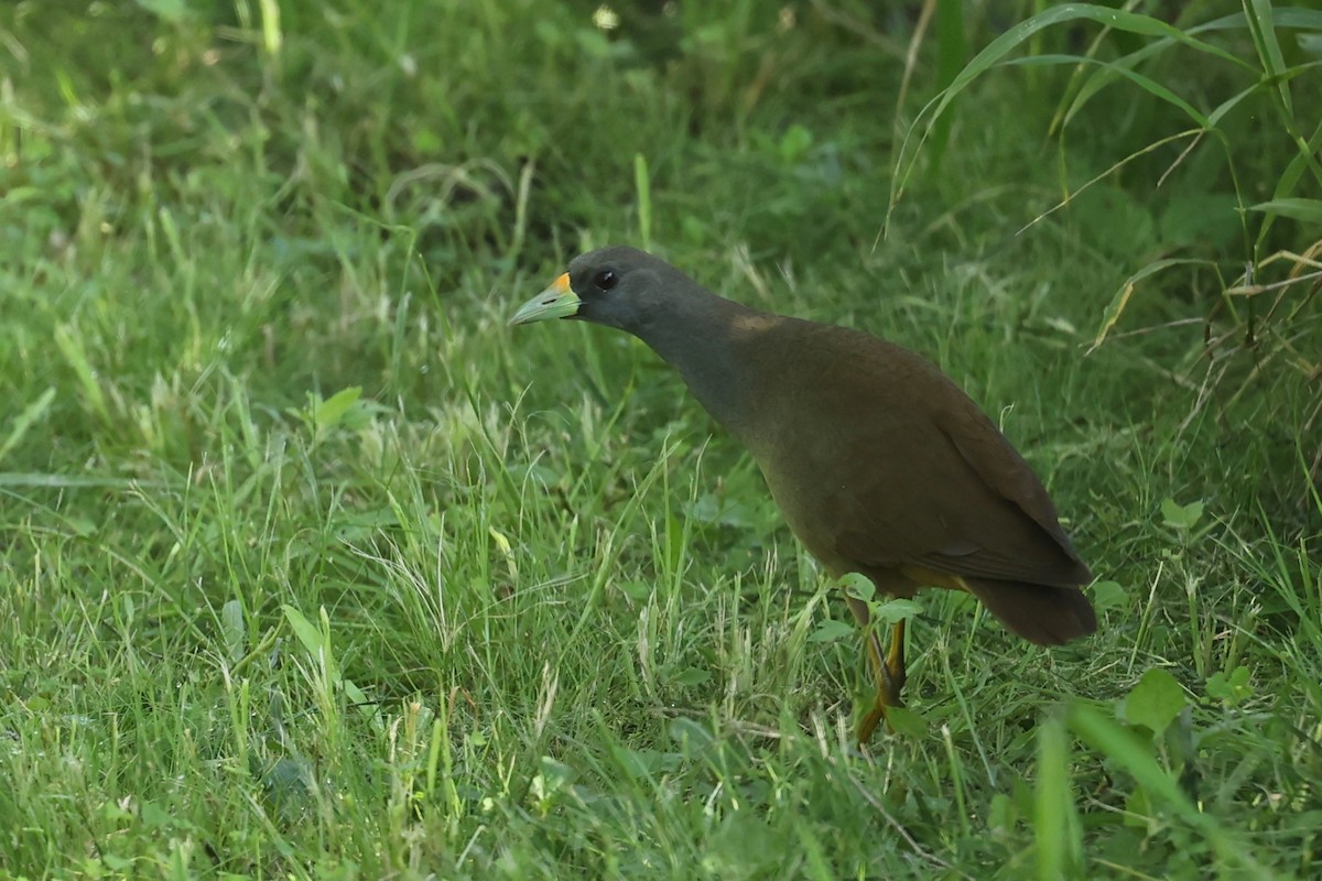 Pale-vented Bush-hen - ML627891600