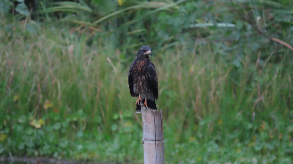 Snail Kite - ML627891609