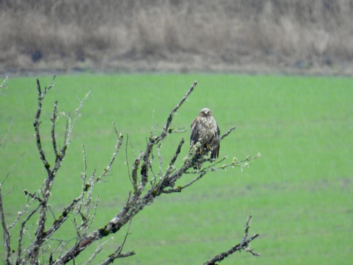 Red-shouldered Hawk - ML627891886