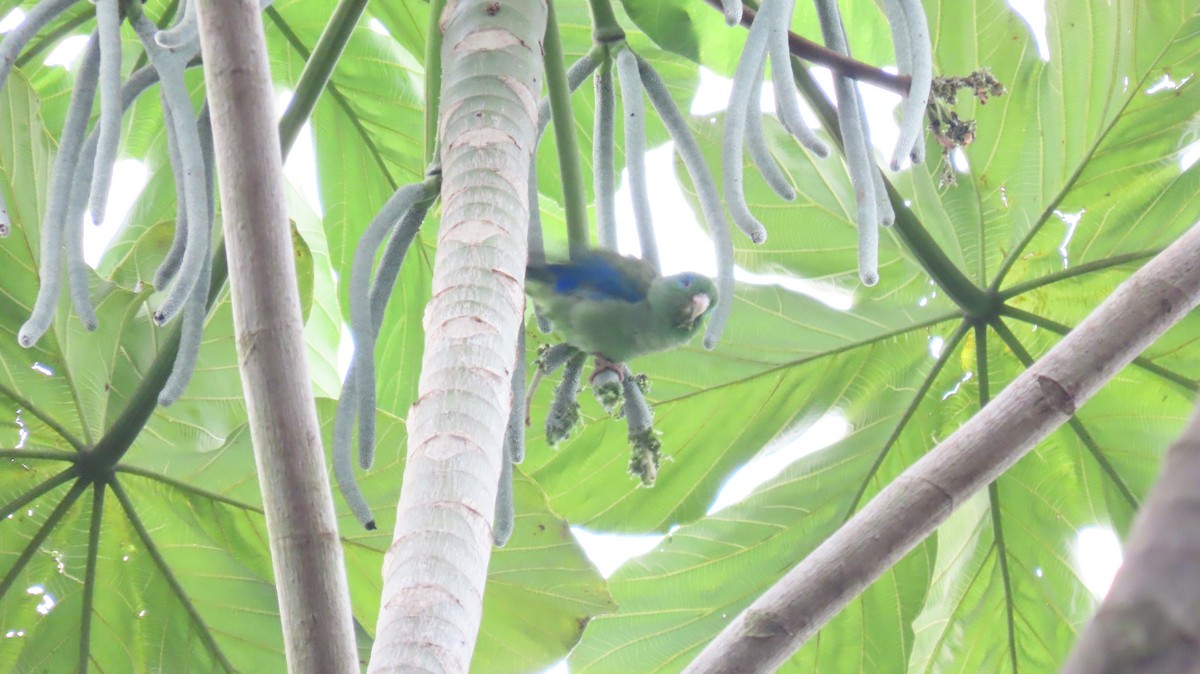 Spectacled Parrotlet - ML627891898