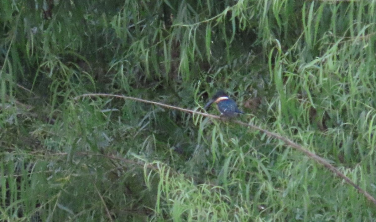 Green Kingfisher - ML627891932