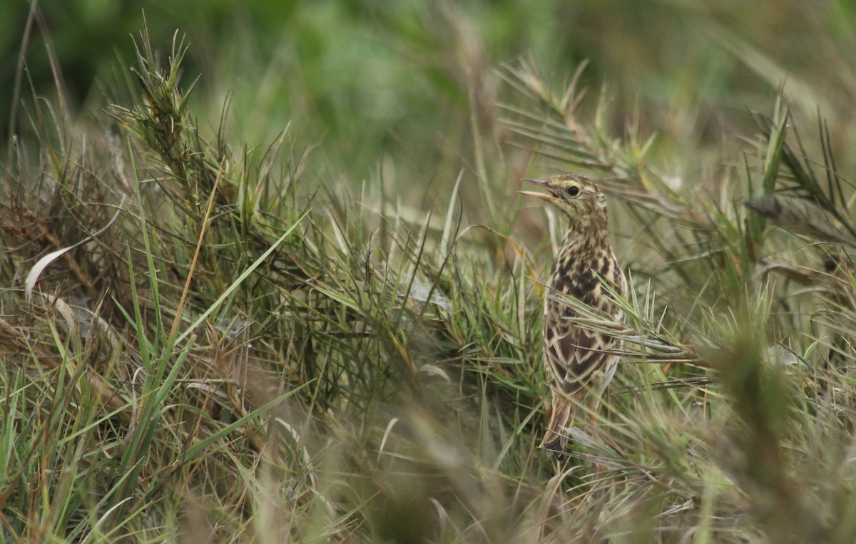 Peruvian Pipit - ML627892091
